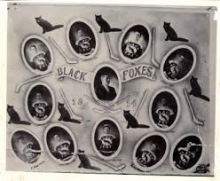 1914 New Glasgow Black Foxes